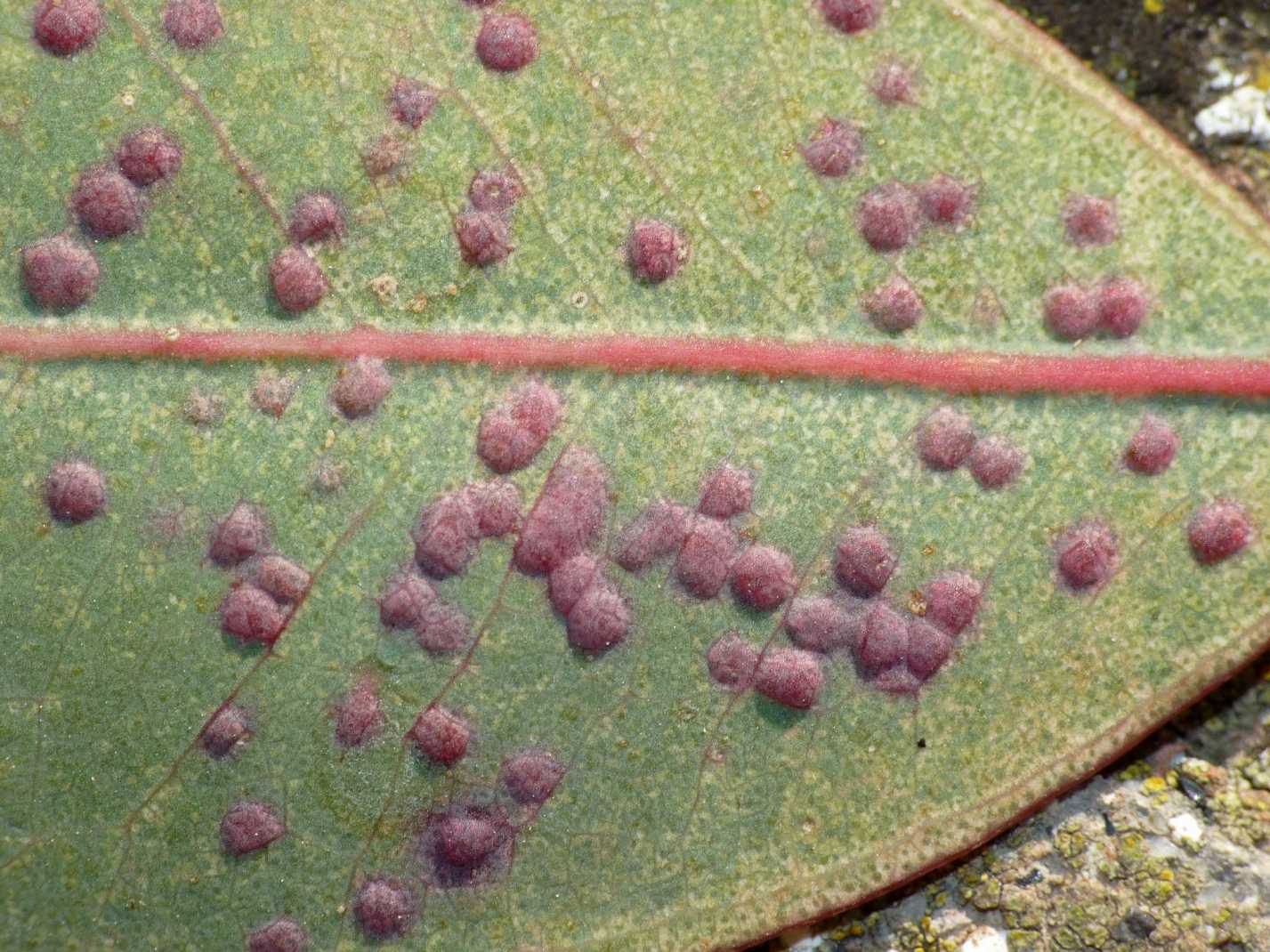 Ophelimus eucalypti